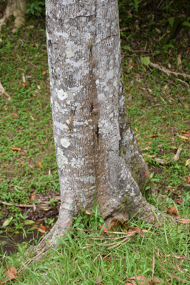 Elsware Tree SelecTree: A Tree Selection Guide