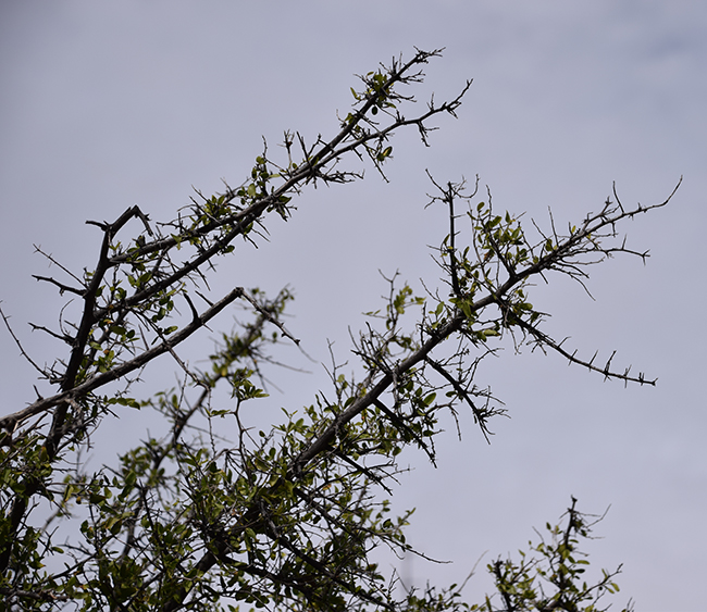 SelecTree: A Tree Selection Guide