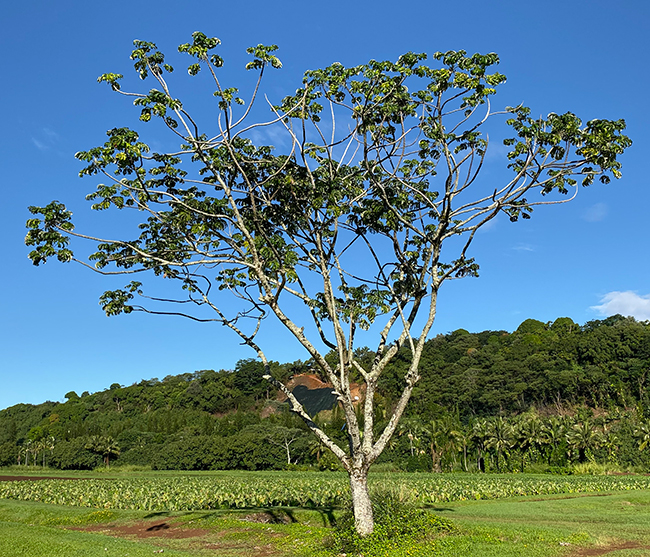 SelecTree: A Tree Selection Guide