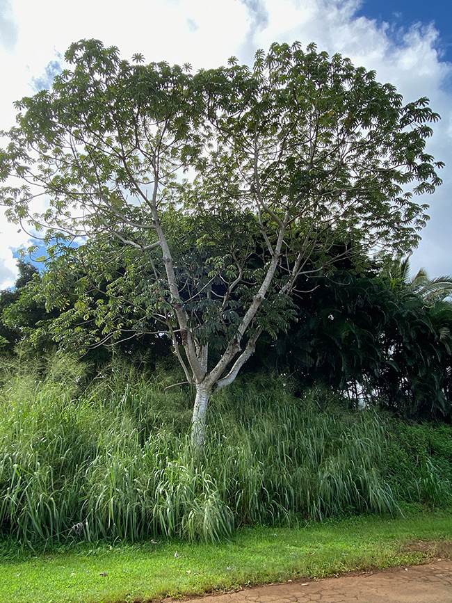 SelecTree: A Tree Selection Guide