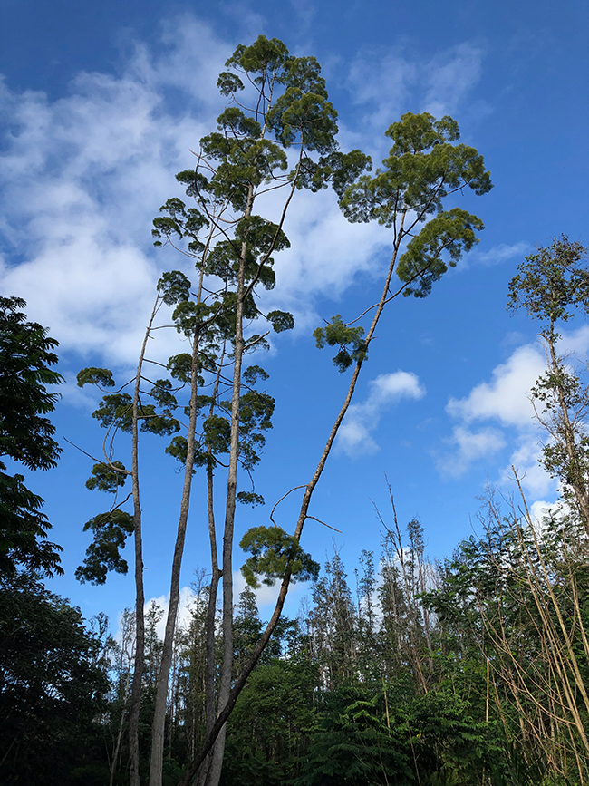 SelecTree: A Tree Selection Guide
