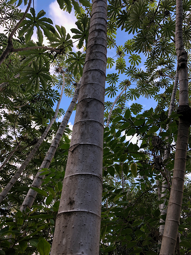 SelecTree: A Tree Selection Guide