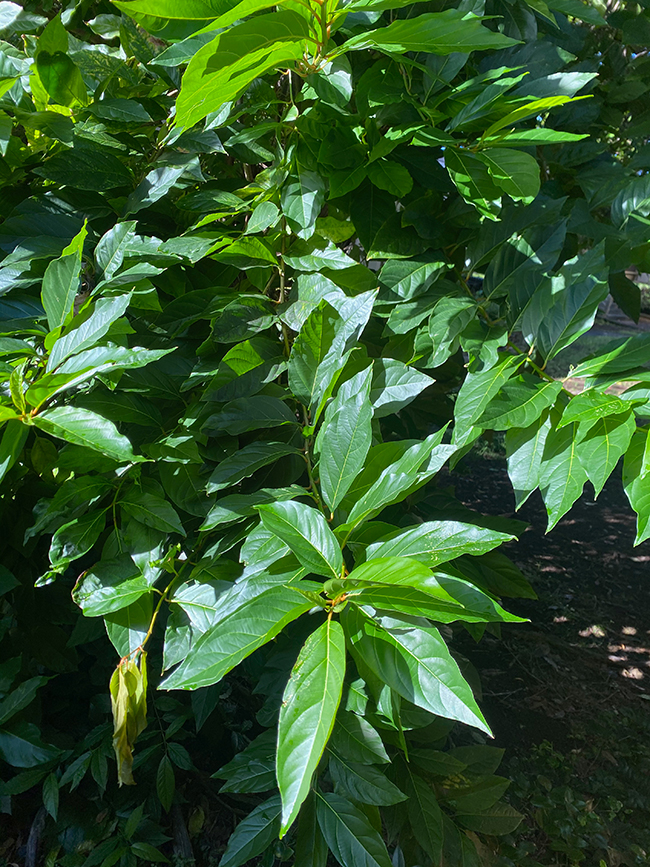 Syner Tree SelecTree: A Tree Selection Guide