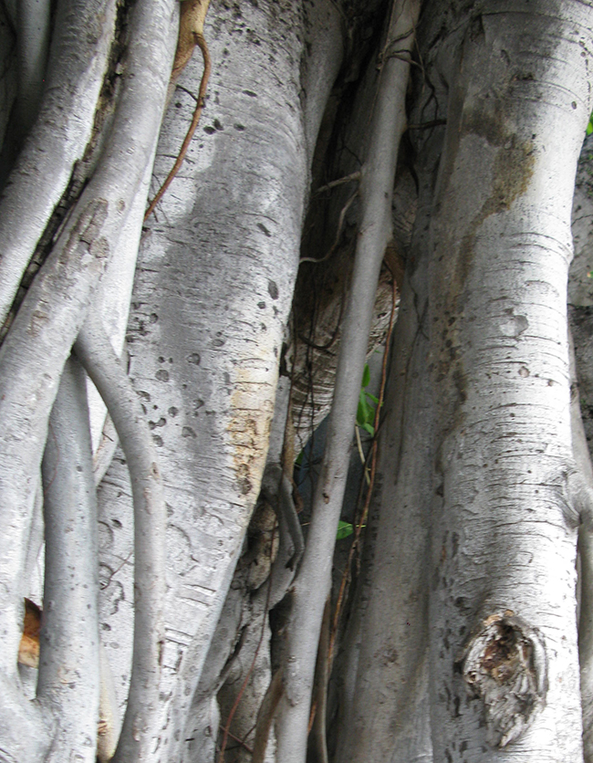 SelecTree: A Tree Selection Guide