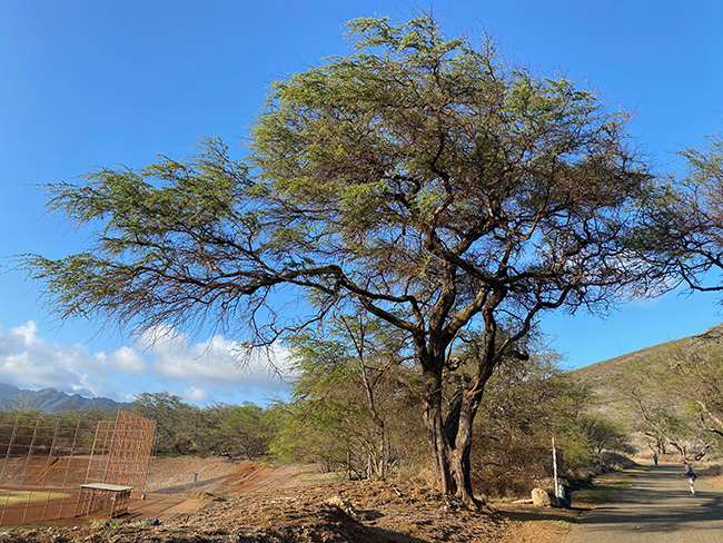 SelecTree: A Tree Selection Guide