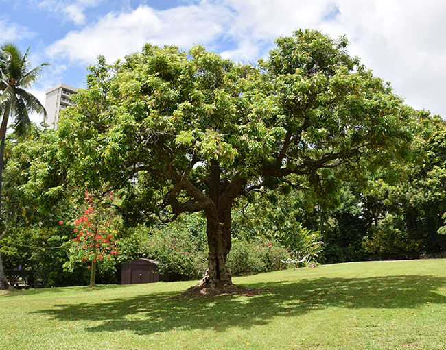 Scrone Tree SelecTree: A Tree Selection Guide