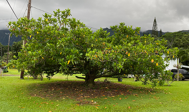 SelecTree: A Tree Selection Guide