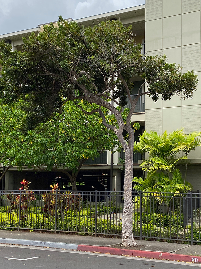 SelecTree: A Tree Selection Guide