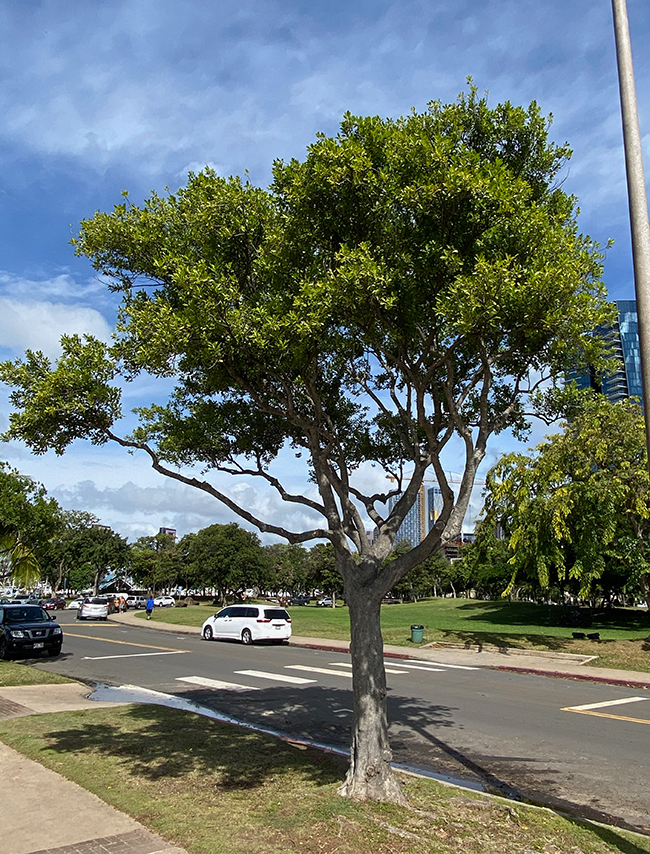 SelecTree: A Tree Selection Guide