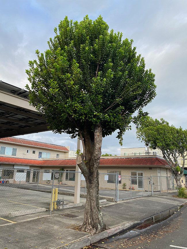 SelecTree: A Tree Selection Guide