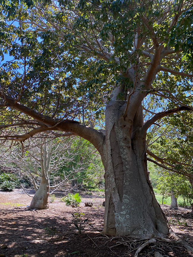 Iedison Tree SelecTree: A Tree Selection Guide