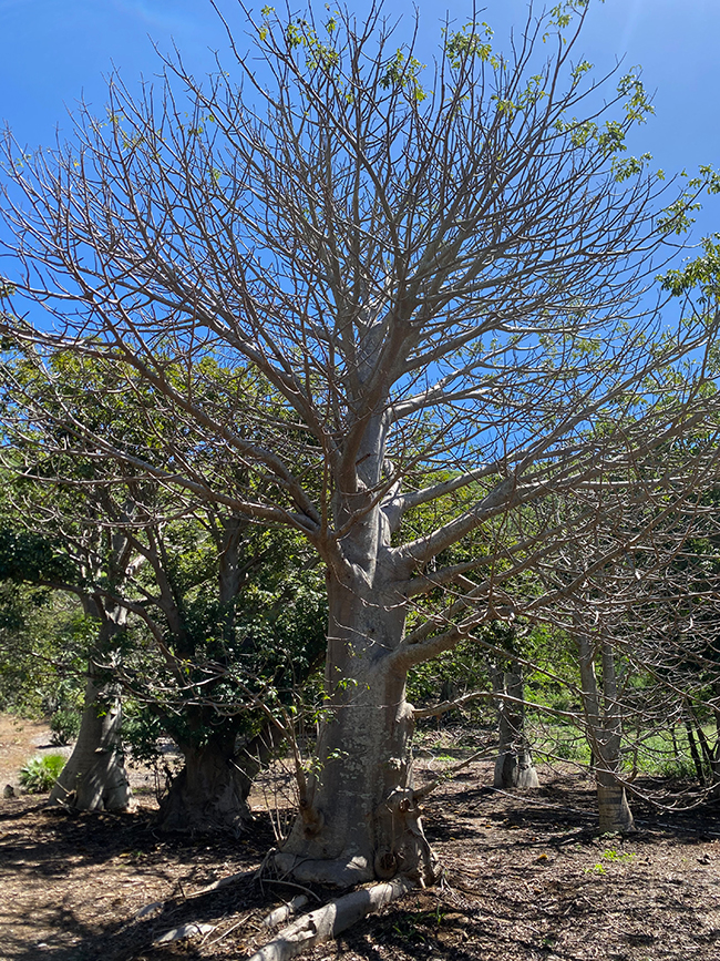 SelecTree: A Tree Selection Guide
