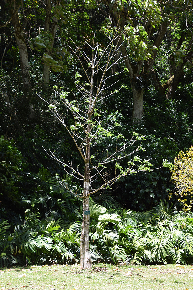 SelecTree: A Tree Selection Guide